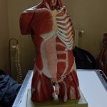 Univesità Medicina_corpo umano-WA0063