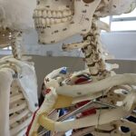 Univesità Medicina_corpo umano-WA0085